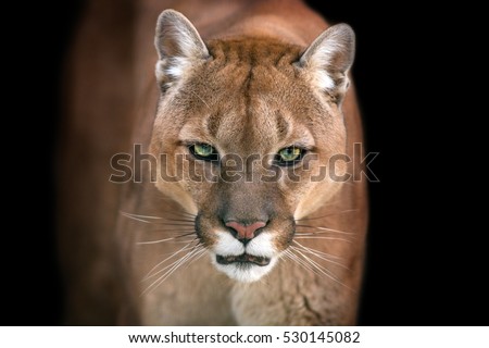 Puma, cougar portrait isolated on black background Royalty-Free Stock Photo #530145082