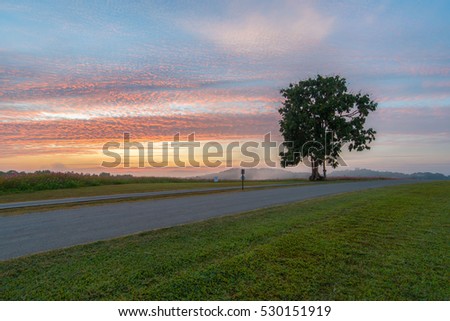 Lonely tree on field at dawn 