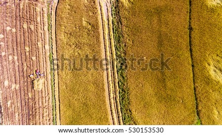 Rice field at mekong delta, Vietnam ( view frome drone )