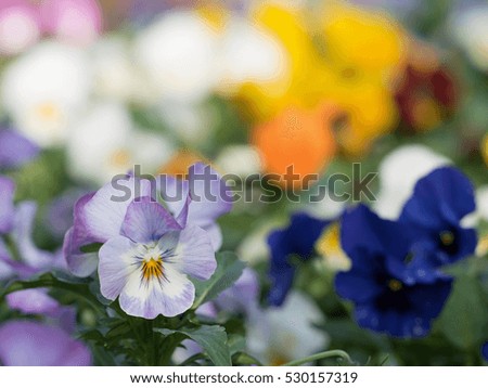 Pansy flower bed