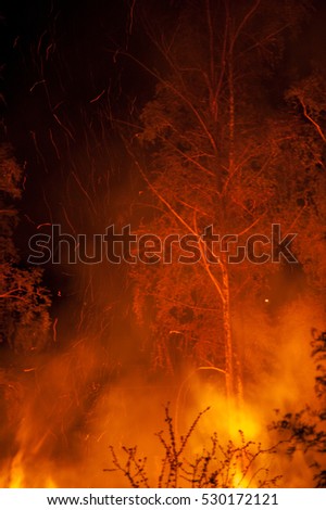 Forest Fire Burning at Night