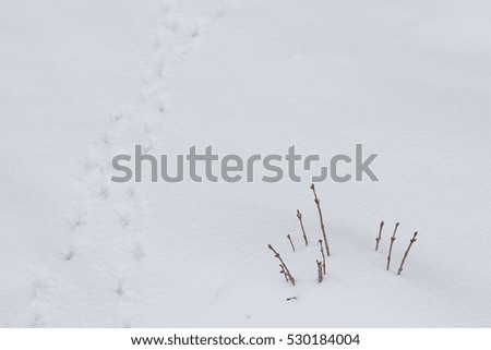 White minimalistic snowbound landscape with some brown branches and animal trace to horizon
