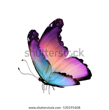 Color butterfly, isolated on white background