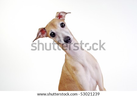 Portrait of a surprised dog Italian greyhound Royalty-Free Stock Photo #53021239