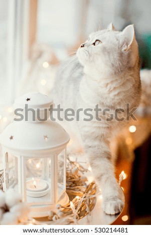 grey cat and Christmas decorations