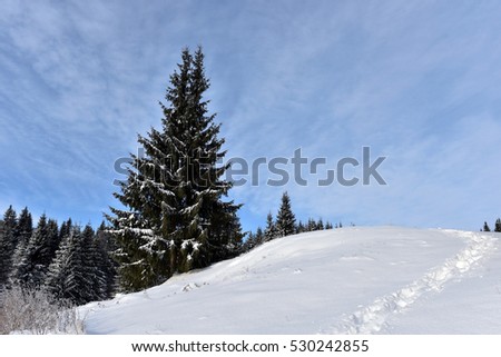 Winter landscape in the forest with snow covered trees and winding road