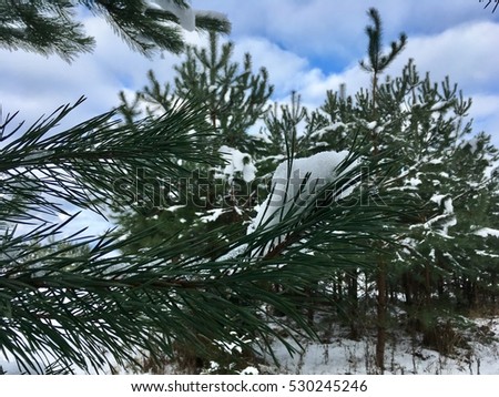 The pine tree branches under the snow in winter time in the forest . Christmas mood. Winter landscape with hare footprints in the snow