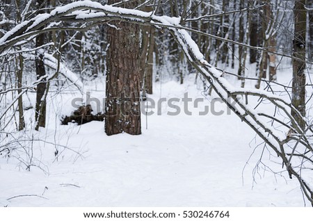 The trees in winter forest close up