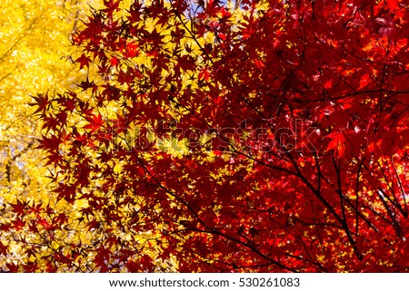 Maple leaves in autumn Japan