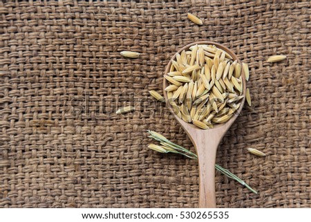 Organic paddy rice on wooden spoon with bunch on gunny sack 
