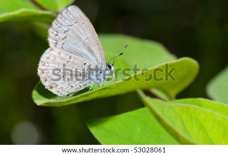 A blue lycaenid butterfly resting on green vegetation