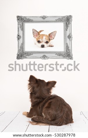 Cute chihuahua dog seen at the back lying down in a living room setting staring at a chihuahua dog picture in a baroque silver frame