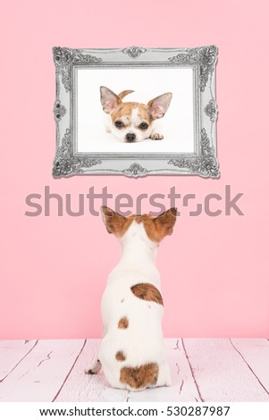 Cute sitting chihuahua dog seen at the back in a living room with pink background staring at her own picture in a baroque silver frame