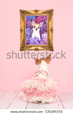 Cute sitting dressed chihuahua dog seen at the back in a living room with pink background staring at her own picture in a baroque golden frame