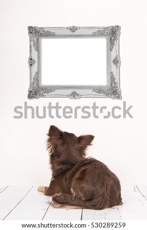 Cute chihuahua dog seen at the back lying down in a living room setting staring at a empty silver baroque picture frame for text 