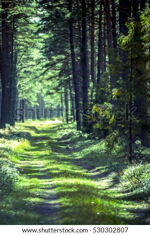 view of forest in northern Poland