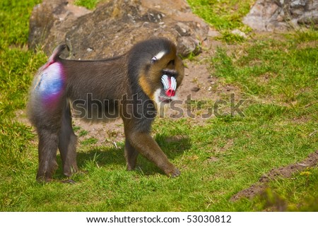 Mandrill (Mandrillus sphinx). Photo depicts primate with olive-colored fur and the colorful face.