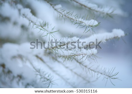 tree branches in snow in winter forest