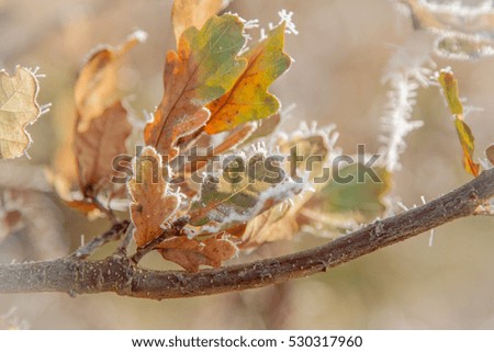 frozen leaves and branches of English oak, Quercus robur