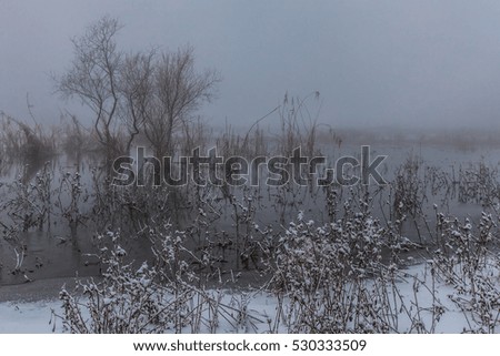 morning fog in the Comana Natural Park, Romania.
