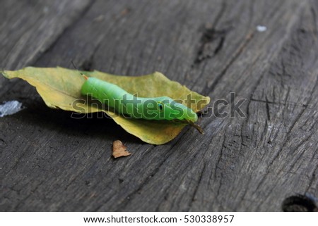 green caterpillar on  leaf