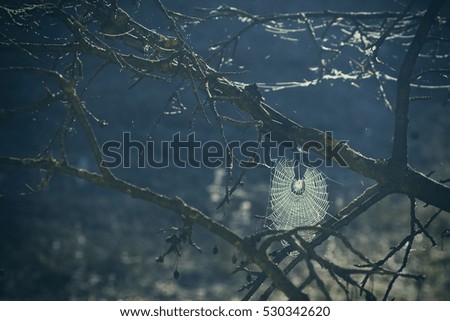 Web spider among dry branches