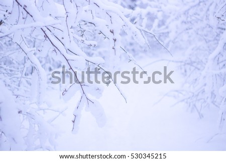 Beautiful Winter Forrest Nature Landscape. Branches of Trees Covered White Clean Snow. Royalty-Free Stock Photo #530345215