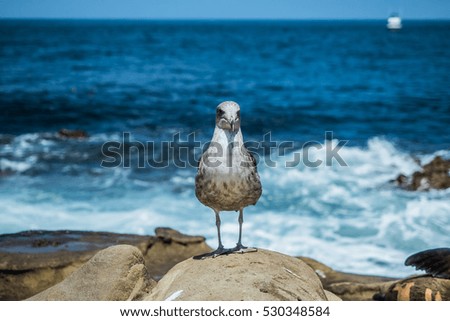 western gull standing near ocean sea shore with the waves coming in from background in the beautiful summer day and blue bright sky