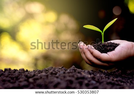 The hand of a children are planting the seedlings into the soil. Royalty-Free Stock Photo #530353807