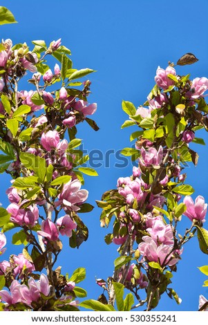 Sweet pink/purple blossoms of magnolia flowers (MAGNOLIA SOULANGEANA PLANT)