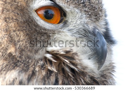 beautiful Eurasian eagle-owl with orange eyes