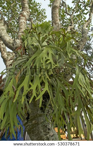 beautiful green elkhorn fern in tree Indonesia