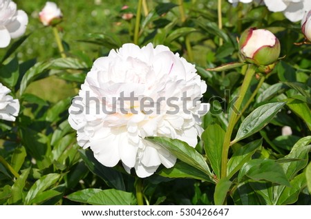 Colorful blooming white peony flower in the garden 