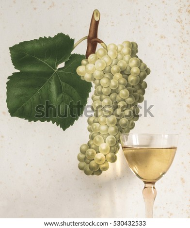 large gourmet/ glasses of white wine background grape cluster decorated ,on background decorated with drawing free hand, front view     