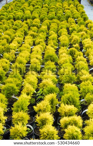 Many pots with Thuja occidentalis sold in garden center. Also known as Northern White Cedar, eastern arborvitae, Eastern White Cedar, Arborvitae, Eastern Arborvitae, Swamp Cedar tree