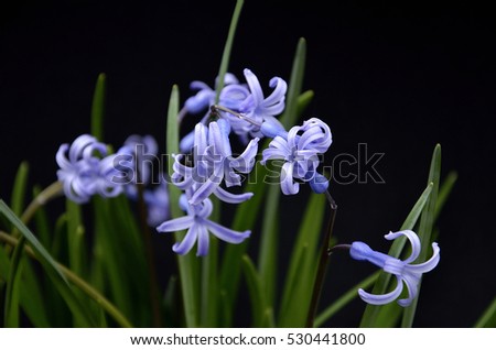blue starry flower