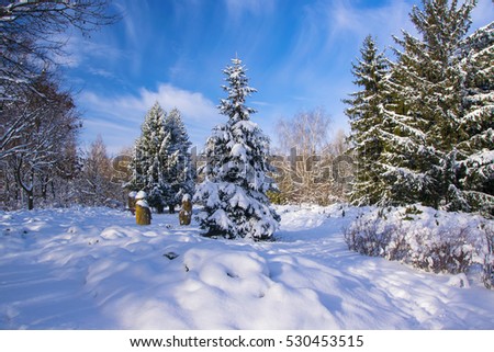 Fir tree covered by fresh snow in snowy park at sunny day with picturesque sky background