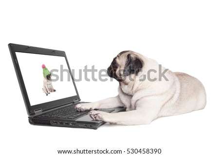 cute pug dog puppy lying down looking at photo on laptop, on white background