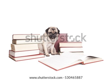 intellectual cute pug puppy dog wearing reading glasses, sitting next to piles of books, isolated on white background