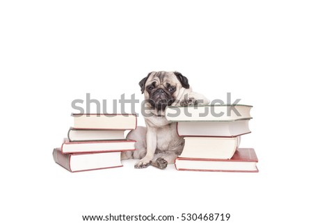 funny little pug dog puppy sits between piles of books and looking cool, isolated on white background