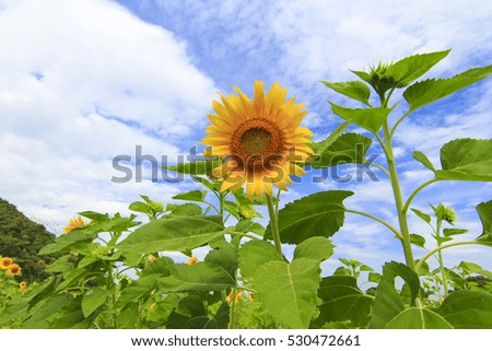 Sunflower field cover cloudy and blue sky
