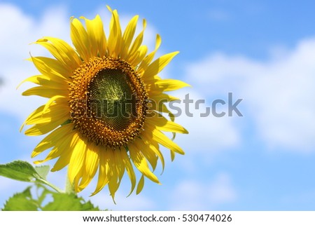 sunflower nature flower yellow beautiful outdoor