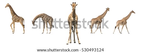 Set of five african giraffes in different posings, seen at namibia, africa