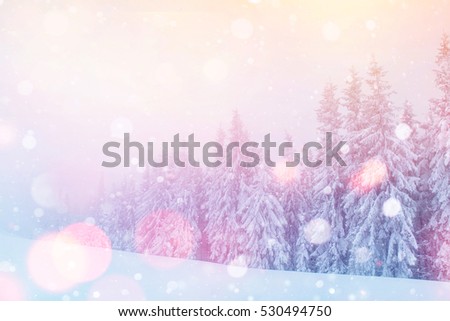 Mysterious landscape majestic mountains in winter. Magical snow covered tree. Photo greeting card. Bokeh light effect, soft filter. Carpathian Ukraine.