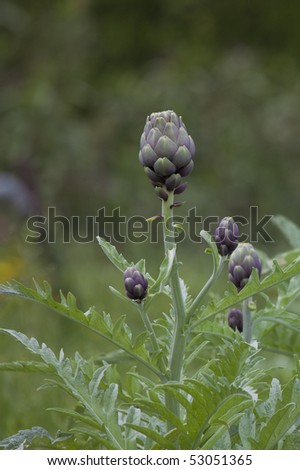 Picture of an artichoke on its plant.