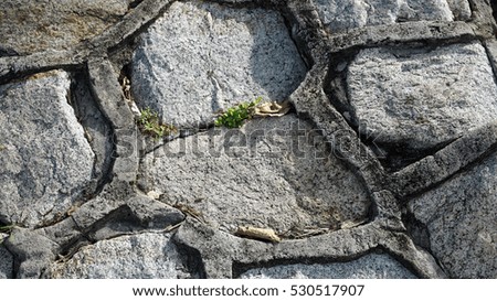  texture of paving slabs                              