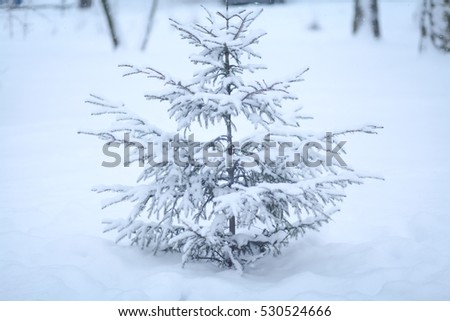 tree in winter forest