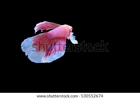 Capture the moving moment of Big Ears siamese fighting fish isolated on black background. Betta fish,Betta splendens,Gifts for Arabs
