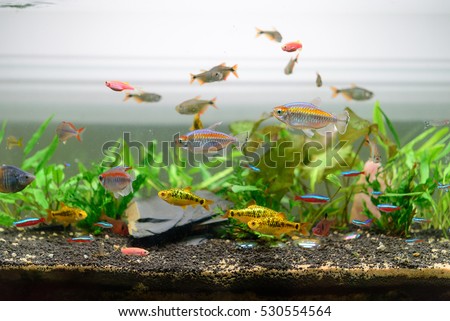 Fish  in my aquariums.