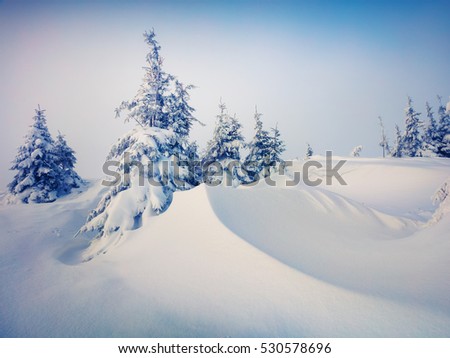 Beautiful winter morning in Carpathian mountains with snow covered fir trees. Colorful outdoor scene, Happy New Year celebration concept. Artistic style post processed photo.